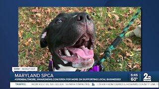 Pets up for adoption at the Maryland SPCA