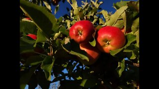 Apple Picking Time in British Columbia Canada