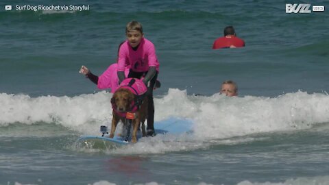 Cane surfista aiuta bimbo autistico in acqua