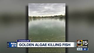 Golden algae killing fish at lake in Chandler