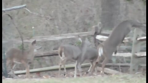 Bambi and crew in mid-winter