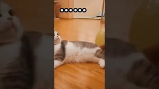 OMG! Did This Cat Just Blow Up a Balloon…With Its Fart? 🙀💭🎈😹 (#120) | Funny Cat Videos #Shorts