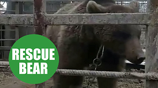 The moment rescuers free brown bear who spent two years inside filthy cage