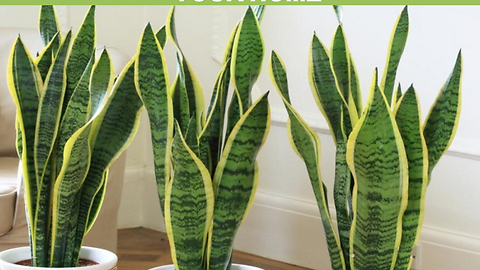 These Plants Are Oxygen Bombs - Have At Least One Of Them To Clean The Air At Your Home