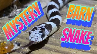 Mysterious Barn Snake