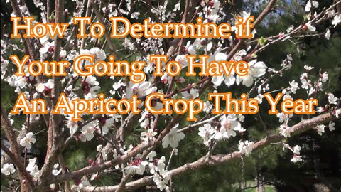 How To Determine If You're Going To Have An Apricot Crop This Year