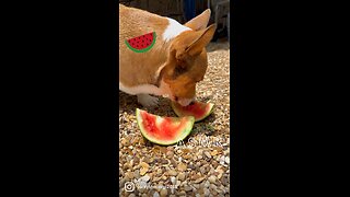 Corky the Corgi eats watermelon! Yum🥰