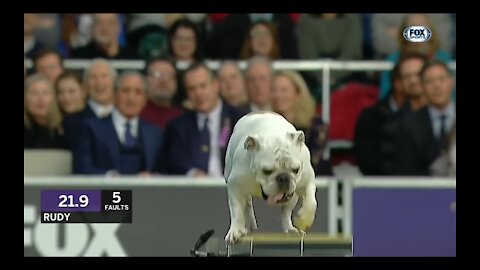 Rudy the Bulldog crushes the 2019 WKC Masters Agility course | FOX SPORTS