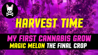 My First Cannabis Grow - Part 6 - Magic Melon - The Final Crop