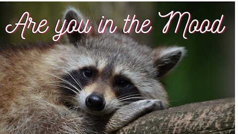 Raccoons Need Love Too, Mating Raccoons