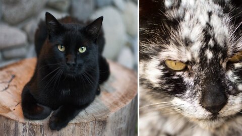 7 Years After He Adopts A Normal Black Cat, It Transforms Into Something Unexpected