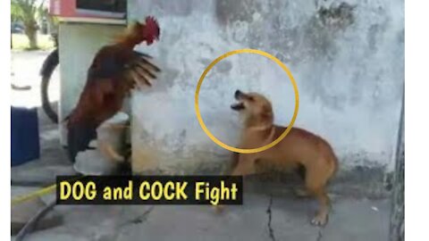 Funny Dog Vs Cock Fight Video..