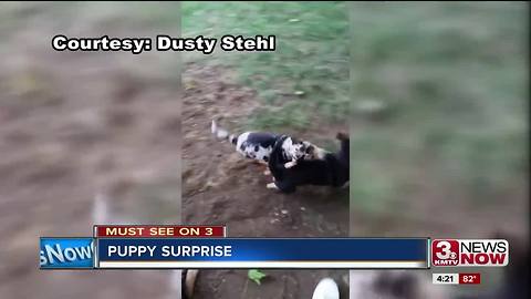 Omaha man surprises girlfriend with puppy swarm