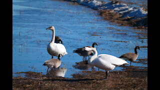 Swan and Canada Goose in Fairbanks, Alaska