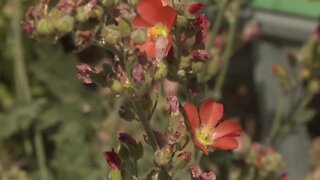 MADE IN IDAHO: A plant-lover's paradise hidden away in Twin Falls