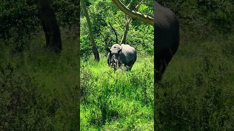 White Rhino Bull #Wildlife | #ShortsAfrica