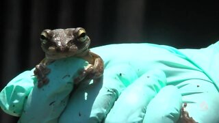 Heat, rain creating breeding ground for toxic toads, iguanas in South Florida