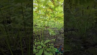 Giant Odin through fern trees.