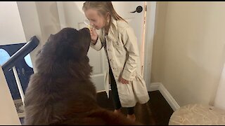 Little girl plays detective with giant Newfoundland