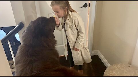 Little girl plays detective with giant Newfoundland