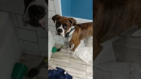 Dog interested in the tub draining