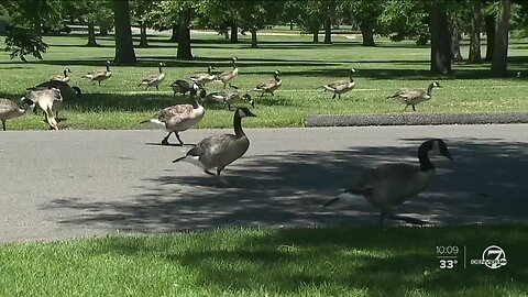 Denver's controversial geese culling program brings community together to discuss 'humane solutions'