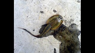 Giant Triops