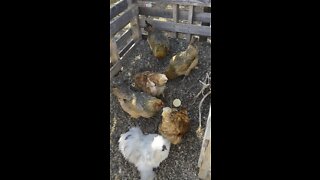 Backyard Chickens