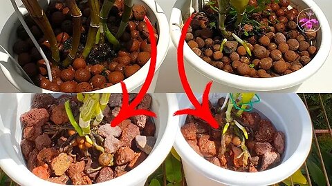 Evaporative Cooling The NEGATIVES & it's EFFECTS on Orchid Roots | Prevention | Rescue #ninjaorchids