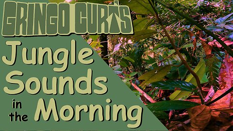 Relaxing Sounds of the Jungle Waking Up. (ASMR, Tapping, Bird Whistling, & No Talking)