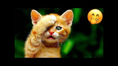 Baby Cats - Cute and Funny Baby Cat Videos Compilation