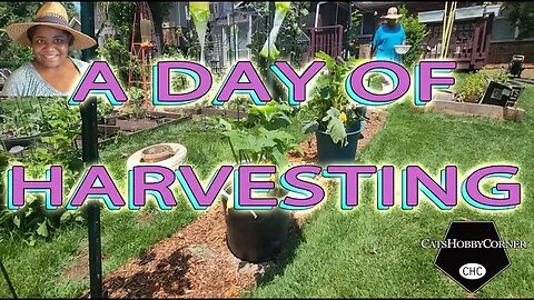 #asmr #harvest Day : #squash #strawberries #okra #cabbage #tomato #greenbeans - #catshobbycorner