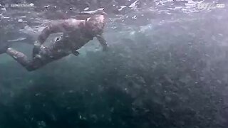Ce plongeur se filme en train de pêcher le homard