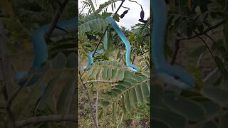 Blue Jewel of the Jungle! #viper #snakes