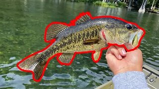 Fishing the rainbow river spring in Florida!