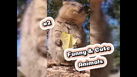Funny and Cute Animals Compilation #2