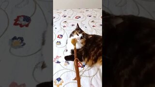Cat Getting Scratched