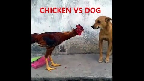 Chicken VS Dog .Fight Videos