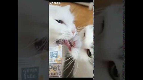 Lovely Cat, funny cats, funny cat videos 2