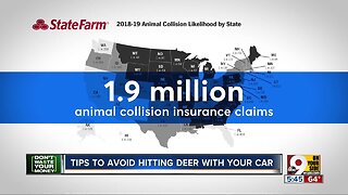 Don't Waste Your Money: Avoid hitting a deer with your car