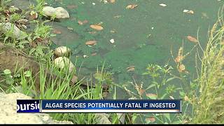 Harmful algae found in Esther Simplot Pond No. 2