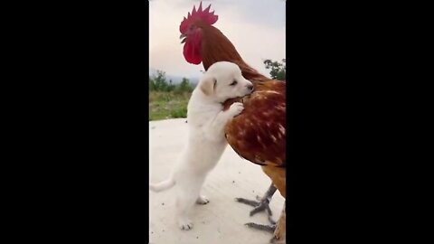 Funny Animal Videos 2022 😂