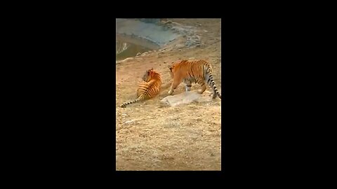 Tigers fighting