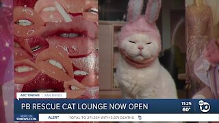 Pacific Beach rescue cat lounge now open