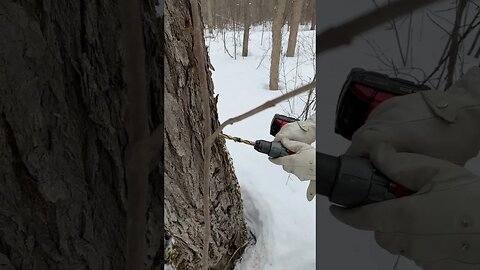 How We Tap our Maple Trees