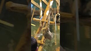 Swinging monkey in Blackpool zoo