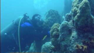 Working to protect coral reefs