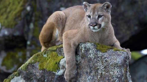 Face to Face With A Mountain Lion