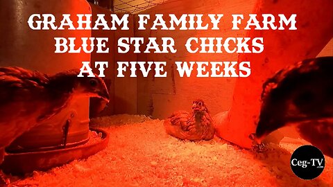 Graham Family Farm: Blue Star Chicks at 5 Weeks