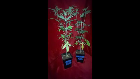 How to identify male vs female cannabis plants